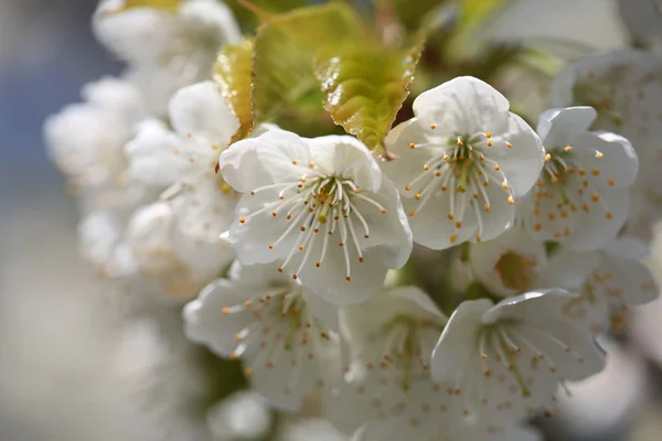 Cherry bloom — Stock Photo, Image