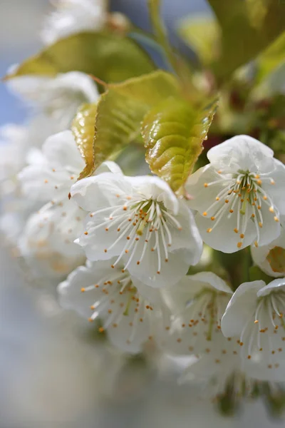 Cherry in bloom — Stock Photo, Image