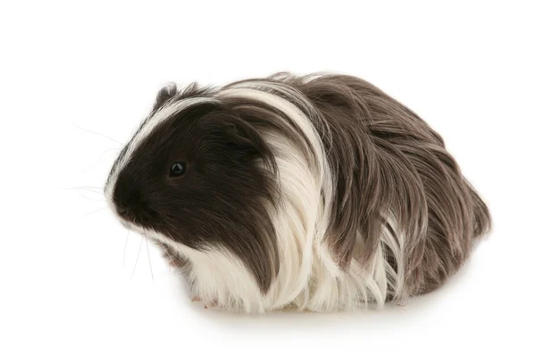 stock image Young guinea pig