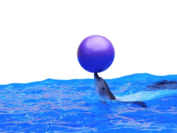Delfín jugando con pelota en agua azul —  Fotos de Stock