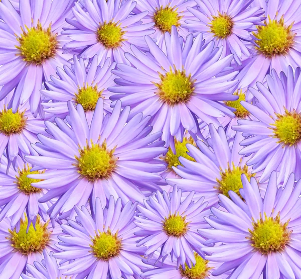 Texture du chrysanthème comme fond — Photo