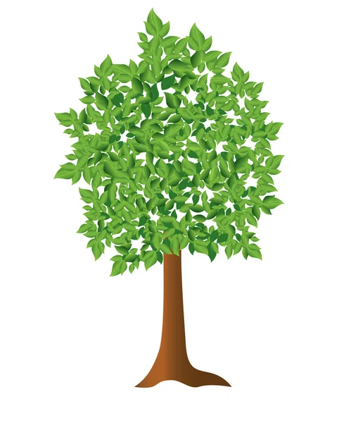 Vektör çizimi - yeşil ağaç — Stok Vektör