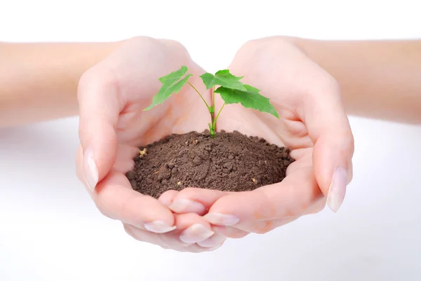 Handen van vrouw en groene spruit — Stockfoto