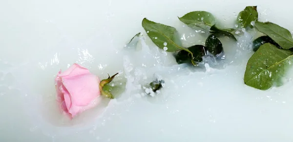 Růže ve vodě — Stock fotografie