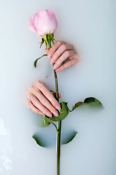女人和玫瑰的手 — 图库照片