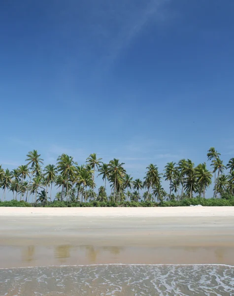 코코넛 야자수는 바다 근처 — 스톡 사진