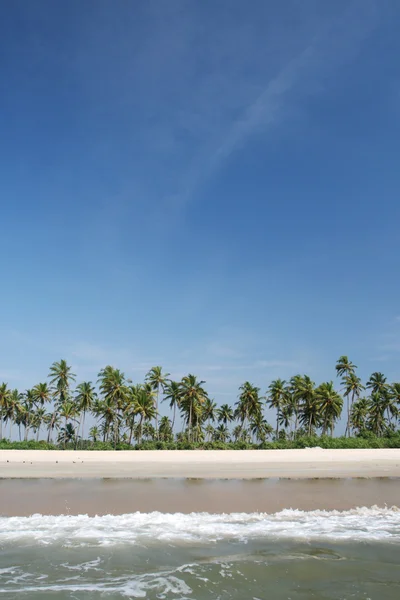 코코넛 야자수는 바다 근처 — 스톡 사진