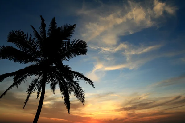 Прекрасне небо і кокосове дерево — стокове фото