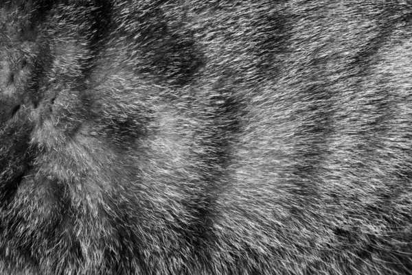 stock image Speckled fur background