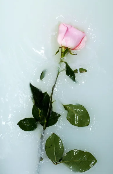 Роза в воде — стоковое фото