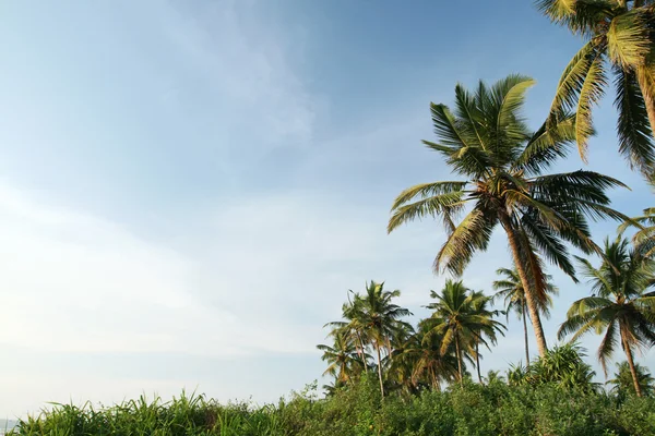 Кокосовые пальмы и голубое небо — стоковое фото