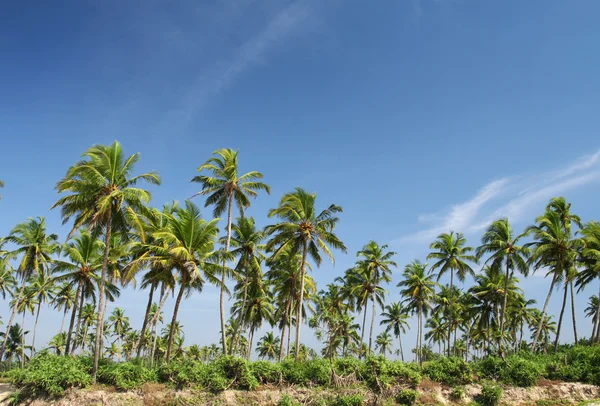 Coco palmeira e céu azul — Fotografia de Stock