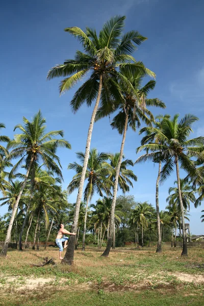 Uomo sull'albero di cocco — Foto Stock