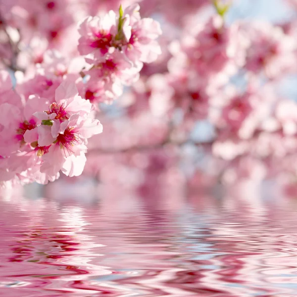 Våren äpple blommar — Stockfoto