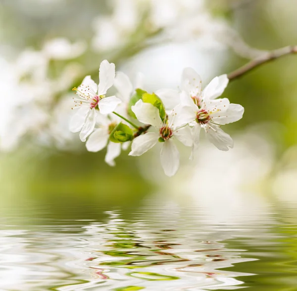 Flores blancas de primavera — Foto de Stock