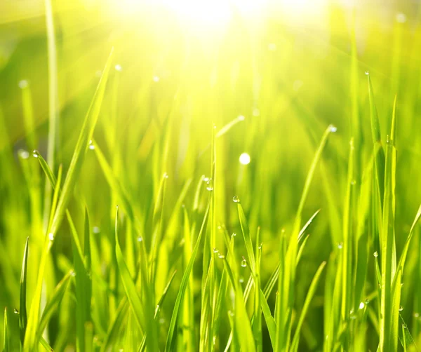 Zelené trávě slunce — Stock fotografie