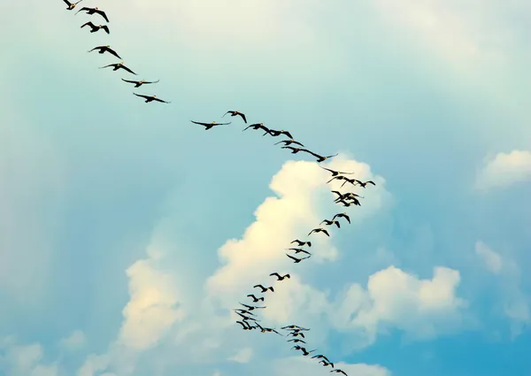 Силуэт летающих птиц — стоковое фото