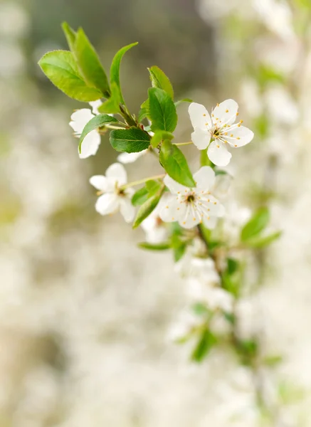 Fehér virágok tavasszal — Stock Fotó
