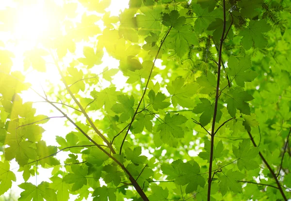 Зелене листя з сонячним промінням — стокове фото