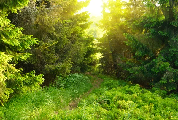 Floresta verde com raios de sol — Fotografia de Stock