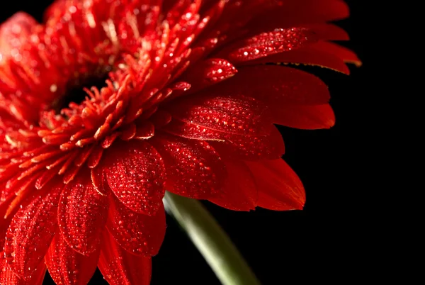 Rode daisy-gerbera op zwarte achtergrond — Stockfoto