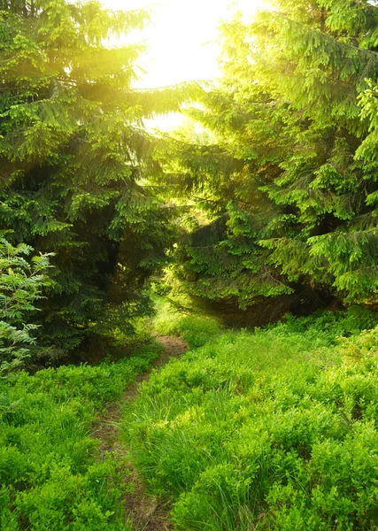 Зелений літо ліс — стокове фото