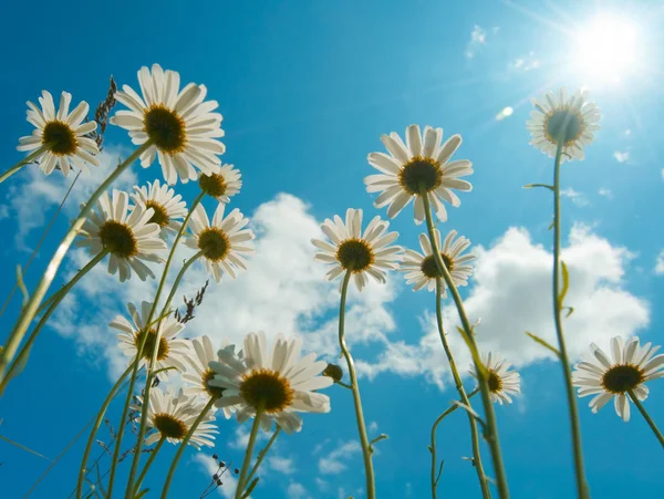 stock image White daisies on blue sky background