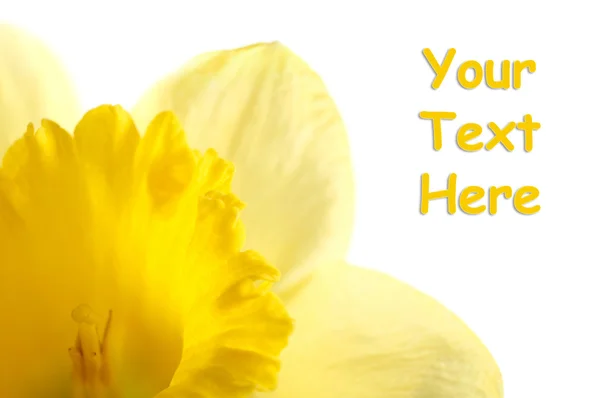 Narciso amarelo isolado sobre fundo branco — Fotografia de Stock