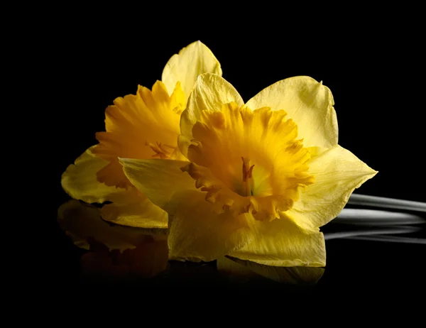 Narciso giallo su sfondo nero — Foto Stock