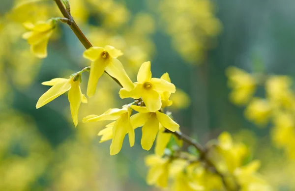 stock image Spring blossom