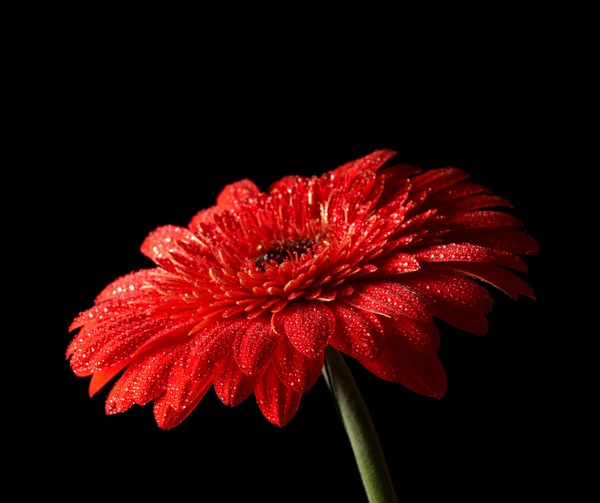 黑色背景上的红色雏菊非洲菊 — 图库照片