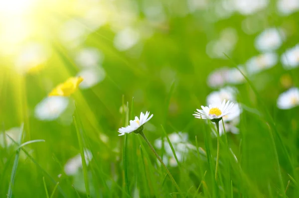 Weiße Daysien auf grünem Gras Hintergrund — Stockfoto