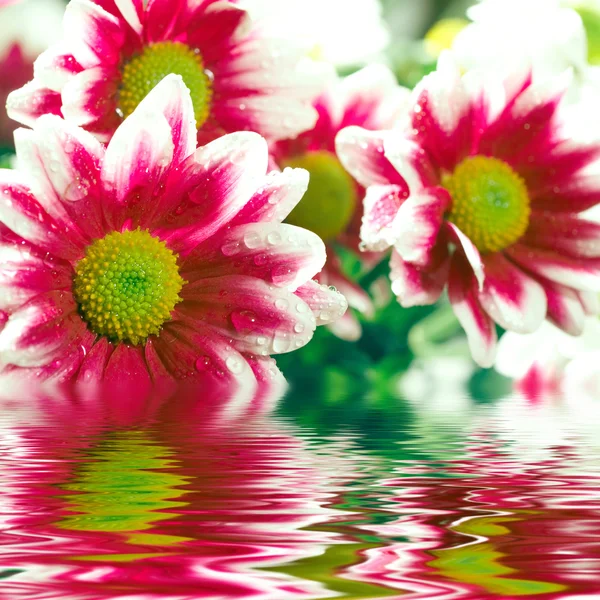 Closeup of pink daisy-gerberas reflected in the water — Stock Photo, Image