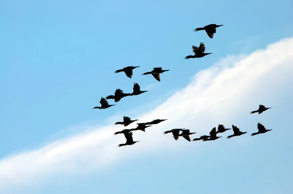 Silhouette d'oiseaux volants — Photo