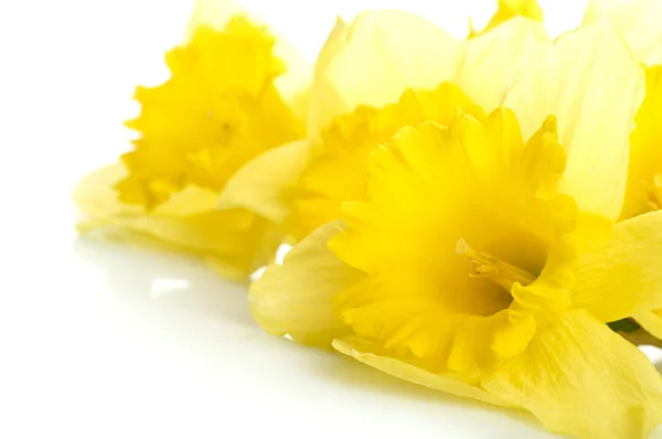 Narciso giallo isolato su sfondo bianco — Foto Stock