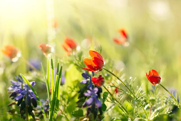 Червоне поле квіти з зеленими культурами. Неглибокий DOF — стокове фото