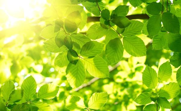 Πράσινα φύλλα με ηλιαχτίδα — Φωτογραφία Αρχείου