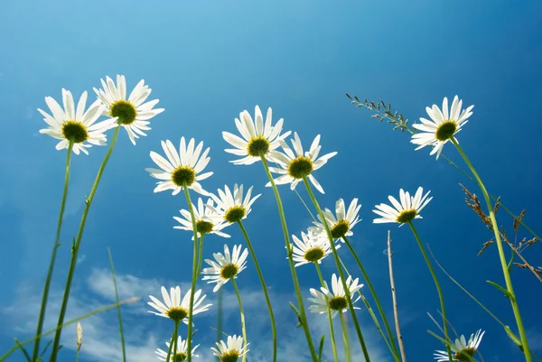 Weiße Gänseblümchen auf blauem Himmel Hintergrund — Stockfoto
