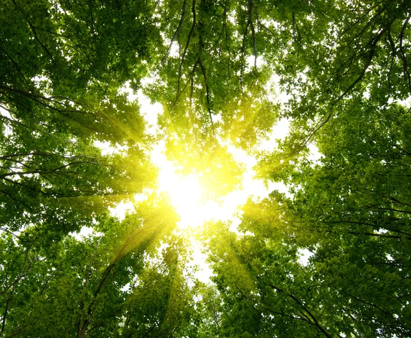 Sun in deep forest background — Stock Photo, Image