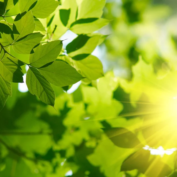 Зеленые листья с лучами солнца — стоковое фото