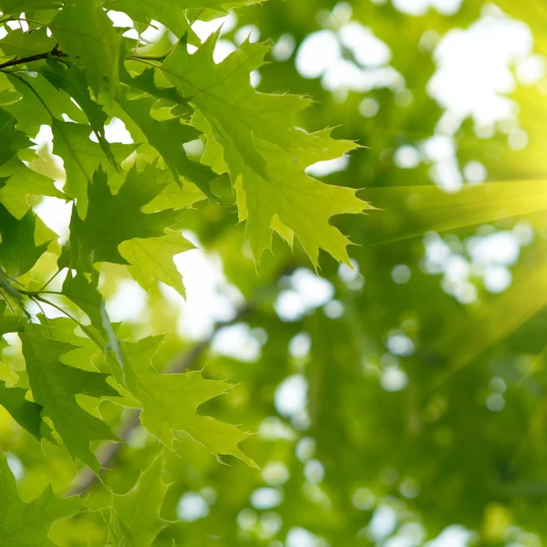Folhas de ácer verde — Fotografia de Stock
