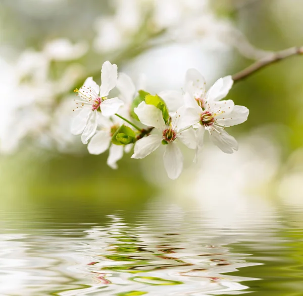 Bahar beyaz çiçekleri — Stok fotoğraf