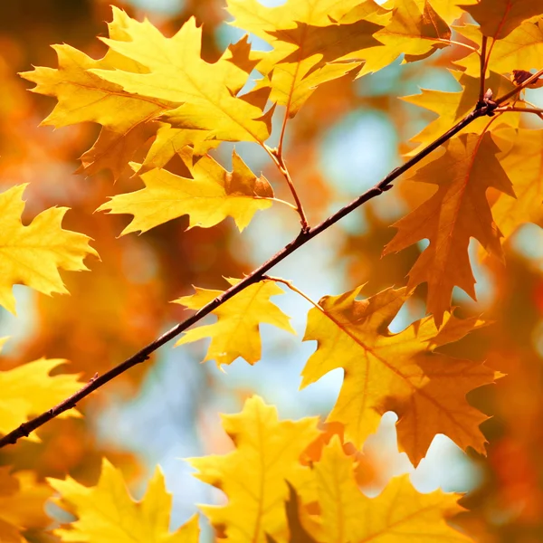 Autumn maple leaves background Stock Image