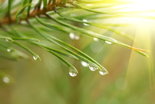Water drops at fir tree — Stock Photo, Image