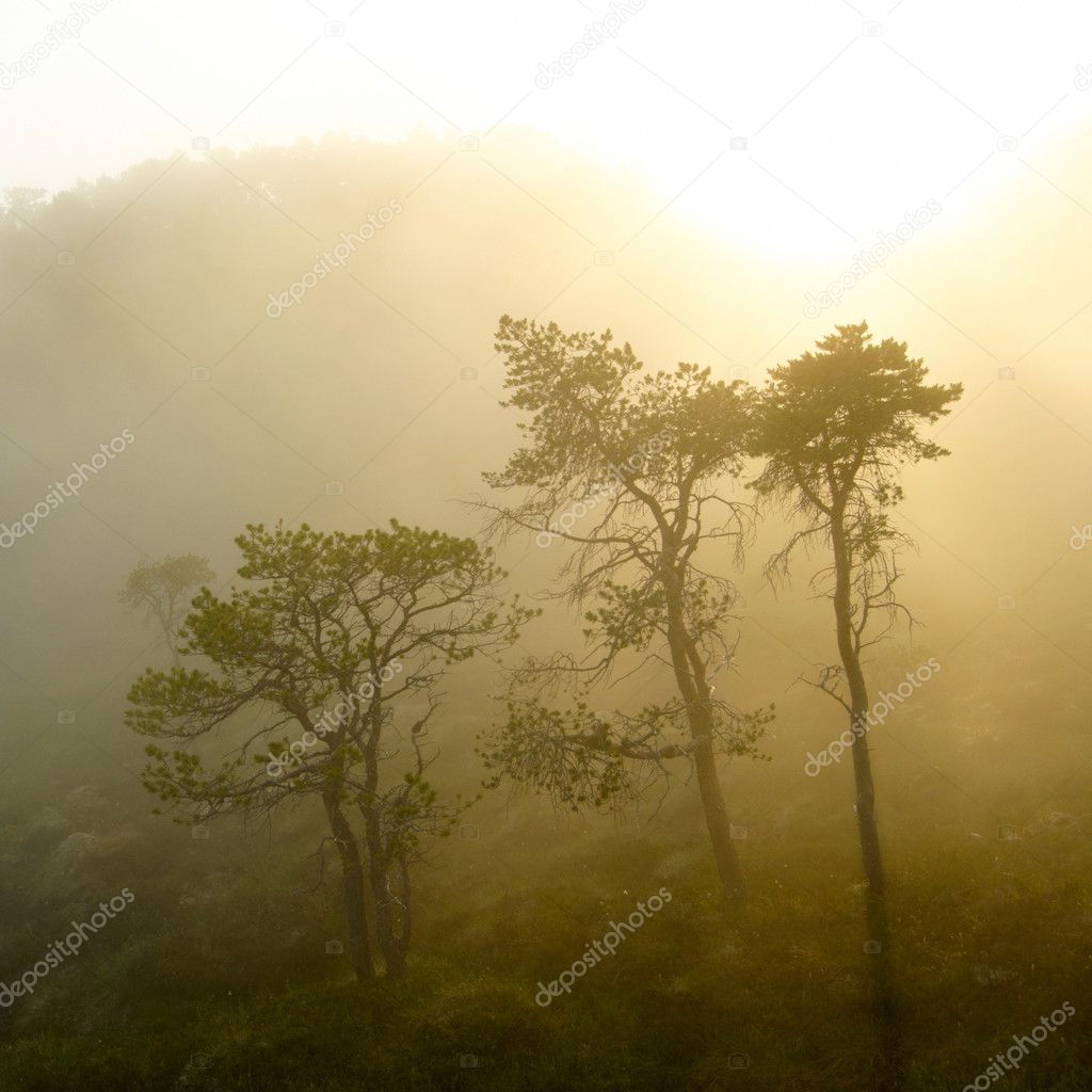 Sunset in the foggy forest