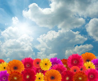 Daisy flowers on blue sky background clipart