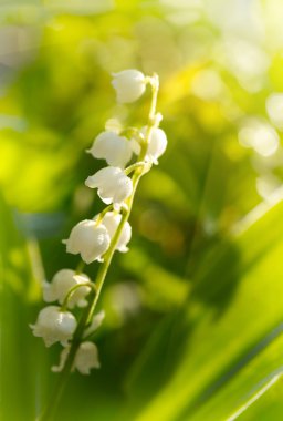 Lily of the valley clipart