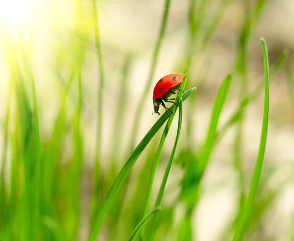 Kumbang kecil di rumput hijau. Dungu DOF — Stok Foto