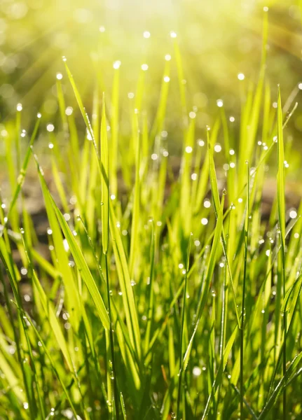 Groen gras met waterdruppels — Stockfoto