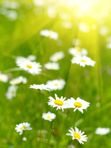 Camomile field Royalty Free Stock Images